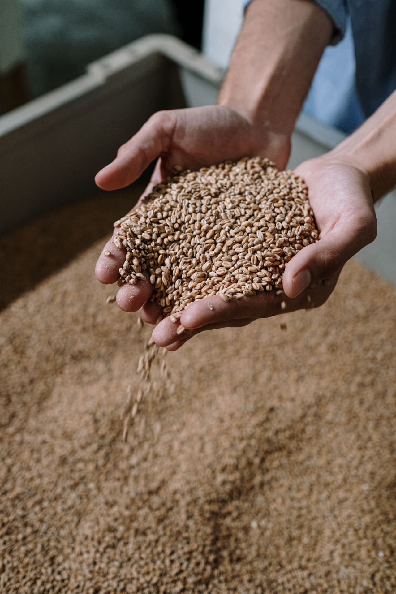Hands holding grain above a store of harvested wheat